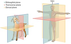 The standard anatomical planes of both a human and a goat displaying three anatomical planes: