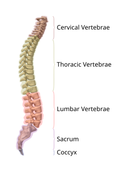 Segments of the vertebrae