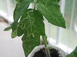 Tomato with leaf miner damage