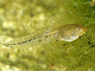 Common frog (Rana temporaria) tadpole