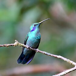 Green violetear with pollen on bill, Curi Cancha Wildlife Refuge, Costa Rica