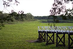Dock on a southeastern wetland close to Paraná River
