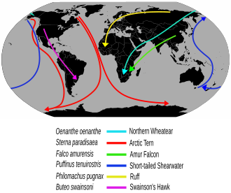 Examples of long-distance bird migration routes