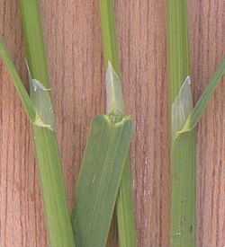 Poa trivialis (rough meadow-grass), showing the ligule structure