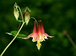 Nectar spurs on Aquilegia.