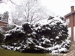 Scene in Ranelagh during the 2007 snow storm