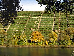 Stone terraces at the Cannstatter Zuckerle, located on the Neckar slopes in Stuttgart