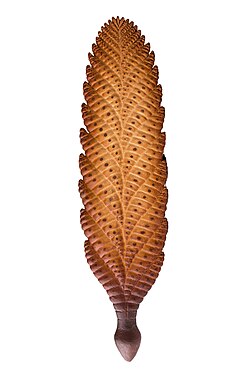 Reconstruction of Charnia masoni at Museo delle Scienze in Trento.