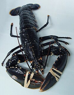 European lobster with cut antennae