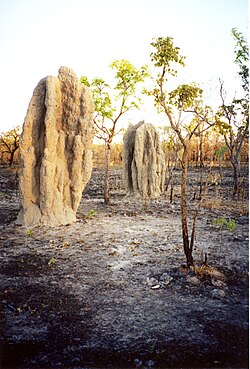 These termite mounds have survived a bush fire.