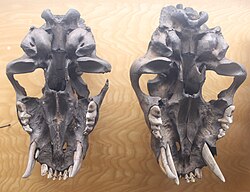 Undersides of S. fatalis skulls, showing canine replacement, George C. Page Museum