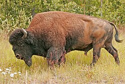A wood bison around the Coal River in Canada