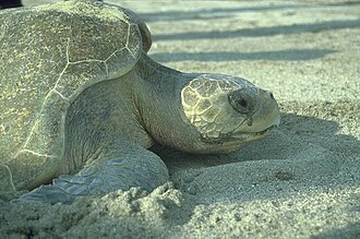 Sea turtles excrete salts through tear ducts. "Crying" is visible when out of water.