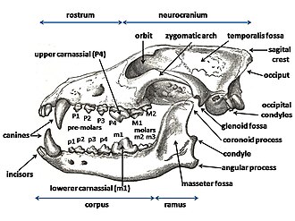 Diagram of a wolf skull with key features labelled