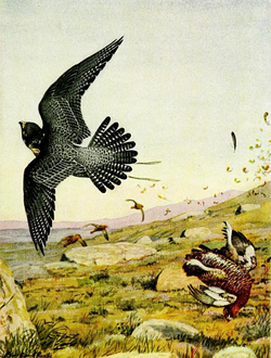 Tame peregrine striking a red grouse, by Louis Agassiz Fuertes (1920)