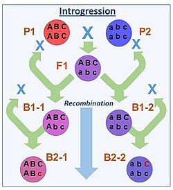 The process of backcrossing with parental species