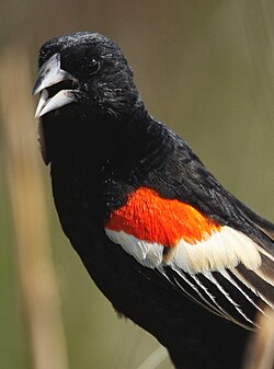 Shoulder epaulet of breeding male