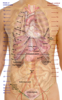 Surface projections of organs of the torso. The transpyloric line is seen at L1