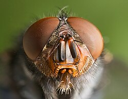 Close-up of the head of Calliphora vomitoria
