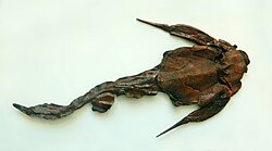 Bothriolepis canadensis