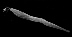 Scanning electron microscopic image of immature parasperm lancet (infertile sperm morph) of Fusitriton oregonensis showing the tail brush still present, which later develops into part of the body of the parasperm. It is produced when sperm competition occurs.