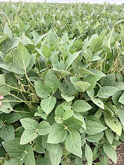 Soybean crops in Minnesota