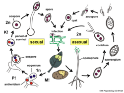 Life cycle of Phytophthora infestans (Peronosporales) on potato. M: meiosis, P: plasmogamy, K: karyogamy, n: haploid, 2n: diploid.
