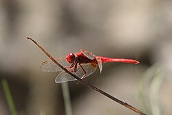 Red dragonfly, Caldas de Monchique, Portugal