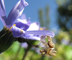 Female crab spider Synema decens, teneral after final ecdysis, still dangling from drop line, about to be mated, opisthosoma still shrunken