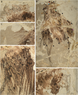 Plumage pattern in specimen CUGB P1401