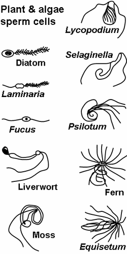 Motile sperm cells of algae and seedless plants[69]
