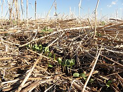 Cover crop in South Dakota