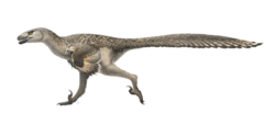 Dromaeosaurus, a eudromaeosaur