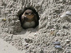 Like most burrow-nesting species, sand martins dig a horizontal tunnel into a vertical dirt cliff.