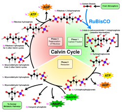 Overview of the Calvin cycle and carbon fixation