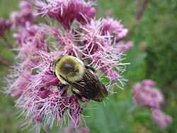 Bumblebees and the flowers they pollinate have coevolved so that both have become dependent on each other for survival.