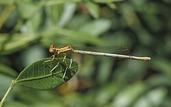 Platycnemis latipes