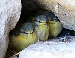 Young Eurasian blue tits awaiting food
