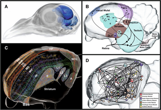 A: A view of the brain of a pigeon within the head. B: The pigeon's visual processing pathway. C:The sensory cortex of a pigeon. D: Connectosome view of the sensory cortex.