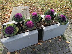 Ornamental kale displayed in Katowice, Poland