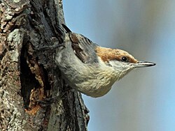 At Ash, North Carolina