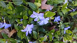 Vinca in a garden[1]