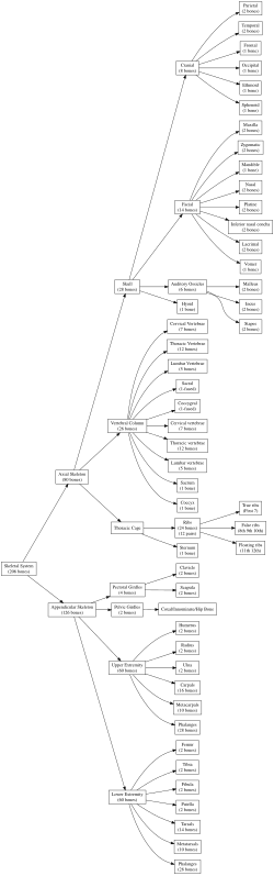 Skeletal System of Human Body