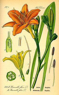 Hemerocallis fulva, illustration of 1885