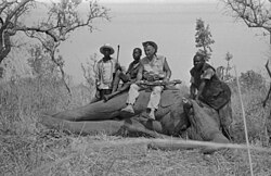 A hunter and local guides with his kill, 1970
