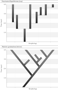 The punctuated equilibrium model (above) consists of morphological stability followed by episodic bursts of evolutionary change via rapid cladogenesis. It is contrasted (below) to phyletic gradualism, a more gradual, continuous model of evolution.