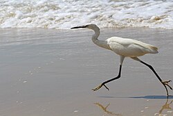 Little egret at Varkala beach, Kerala, India