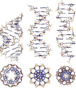 From left to right, the structures of A, B and Z-DNA