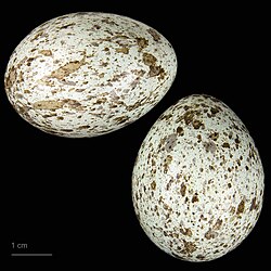 Eggs, Muséum de Toulouse