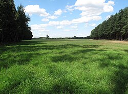 Meadow of perennial ryegrass (Lolium perenne)
